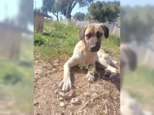 Balu – Bild 12