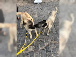 Balu – Bild 13