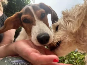 Barky – Bild 2