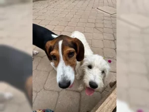 Barky – Bild 4