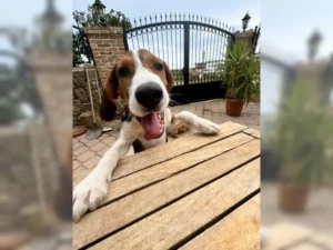 Barky – Bild 5