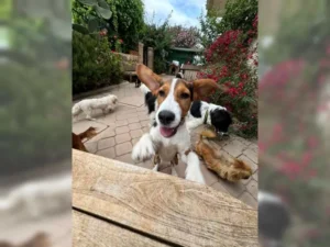 Barky – Bild 6