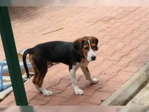 Barky – Bild 7