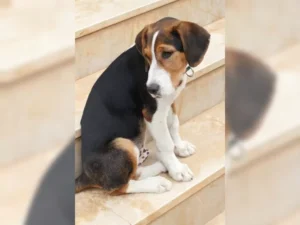 Barky – Bild 11