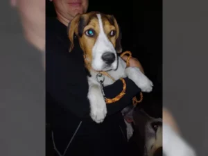 Barky – Bild 13