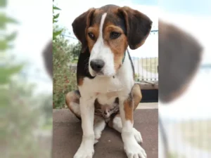 Barky – Bild 15