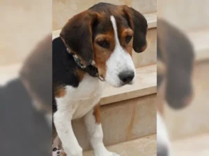 Barky – Bild 1