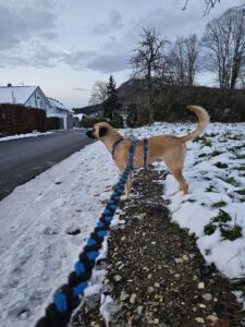 Balu – Bild 14