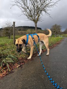 Balu – Bild 15