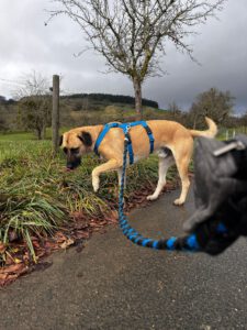 Balu – Bild 16
