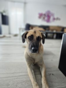 Balu – Bild 1