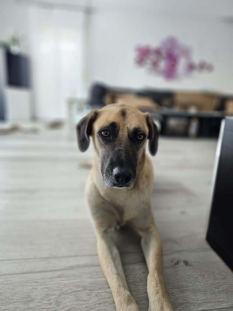 Balu
