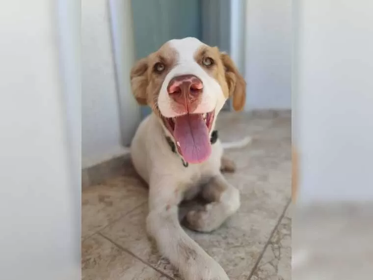 Samu