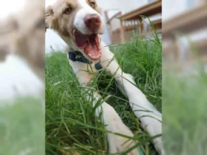 Samu – Bild 4