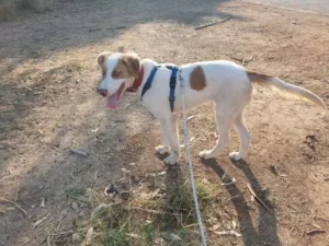 Samu – Bild 9