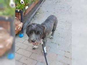 Laila – Bild 9