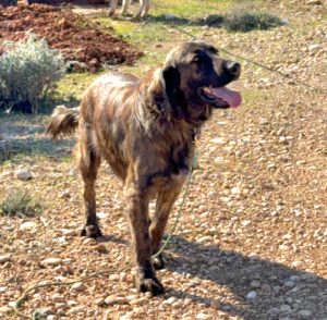 Atlas – Bild 18