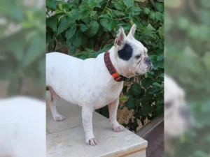 Arya – Bild 1