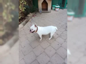 Arya – Bild 3