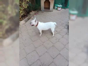 Arya – Bild 7