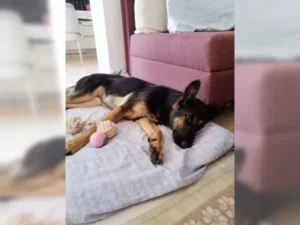 Lexi – Bild 4