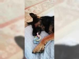 Lexi – Bild 5