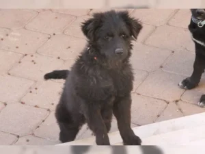 Luzi – Bild 3