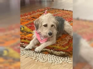 Lilly – Bild 5