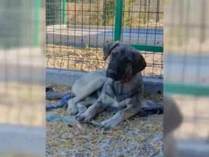 Ferdi – Bild 9