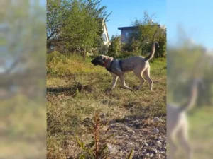 Ferdi – Bild 11