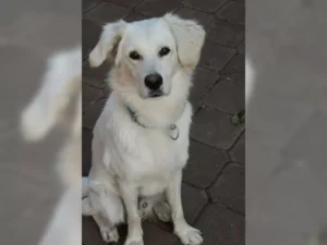 Lenny – Bild 1