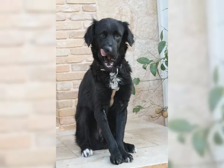 Manolo