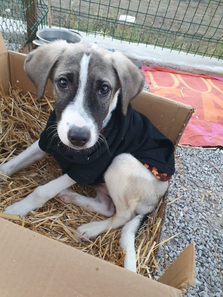 Chico