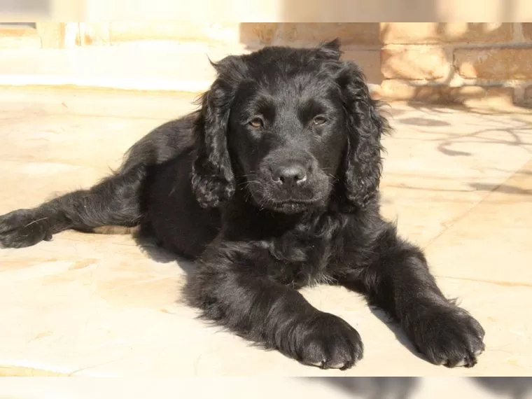 Samson