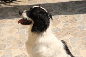 Lutz – Bild 13