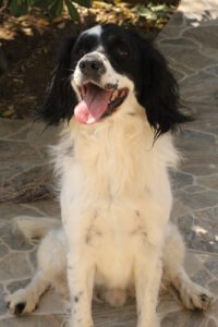 Lutz – Bild 16