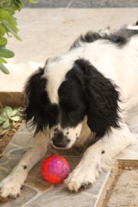 Lutz – Bild 22