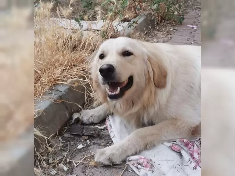 Finley