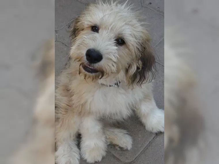 Teddy