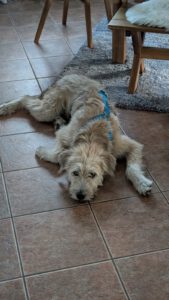 Toroman/Toro – Bild 7