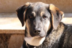 Kian – Bild 20