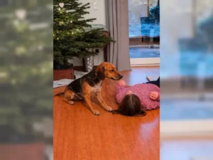 Toffee – Bild 3