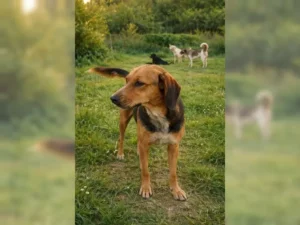 Toffee – Bild 6