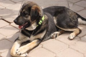 Kian – Bild 13