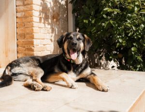 Kian – Bild 14