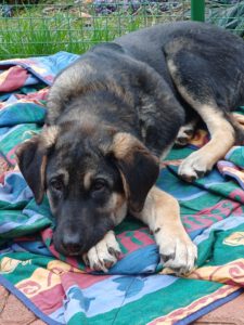 Kian – Bild 11