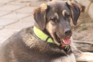Kian – Bild 22