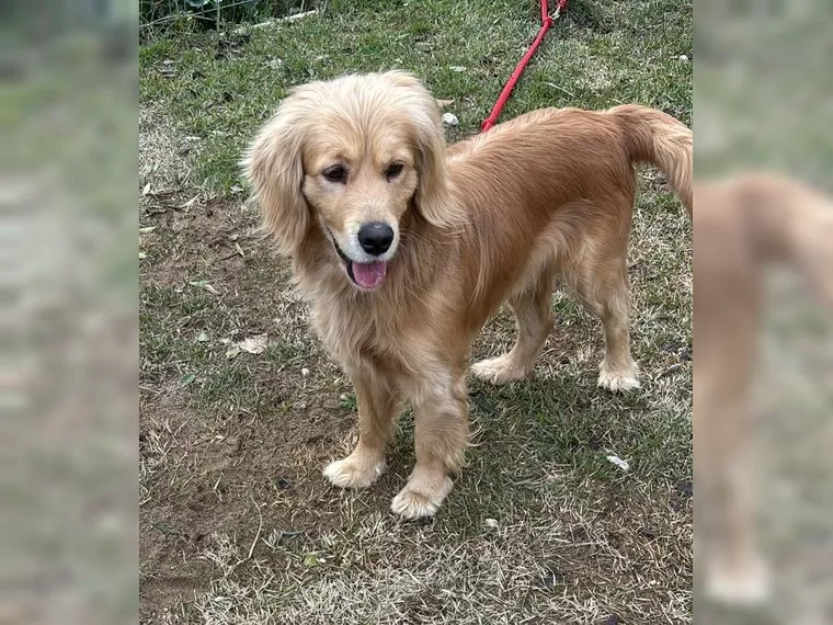 Milo