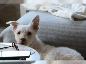 Hugo – Bild 6