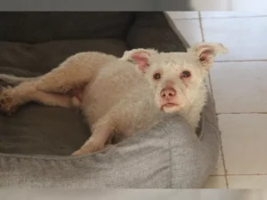 Hugo – Bild 7